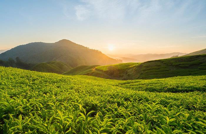 茶葉 茶葉