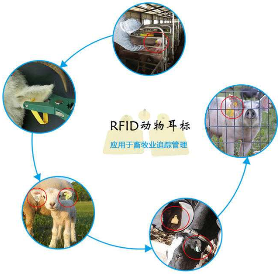 rfid牲畜管理系統(tǒng) rfid牲畜管理系統(tǒng)